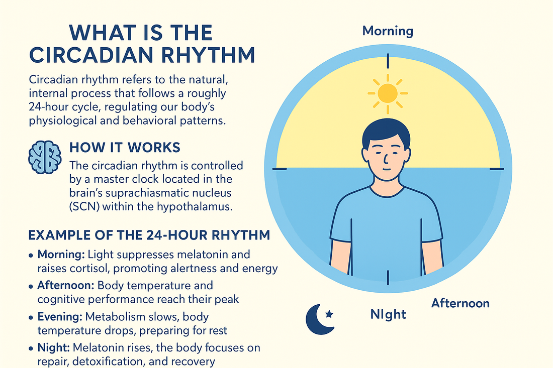 reCellor Circadian AM + PM - What Is the Circadian Rhythm?